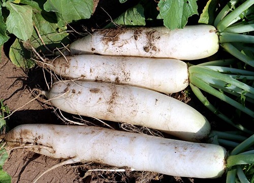 萝卜种植时间和方法