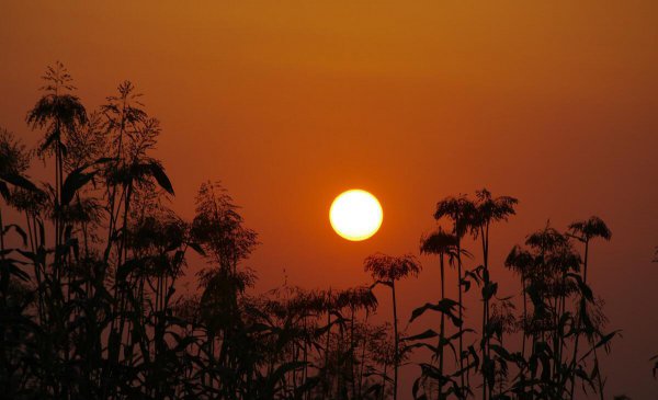 莫言代表作小说有哪些