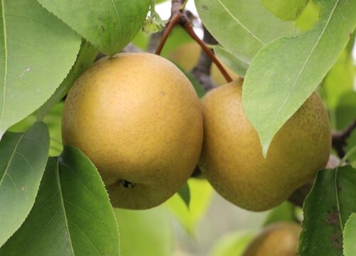 沙梨亩产量多少斤