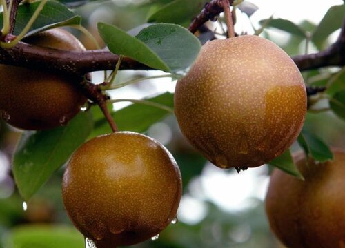 沙梨亩产量多少斤