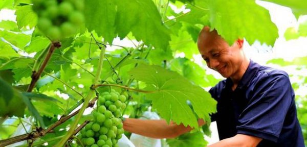 葡萄什么时候套袋最合适