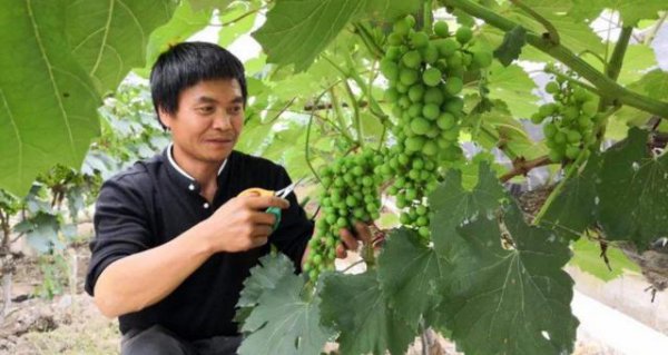 葡萄什么时候套袋最合适