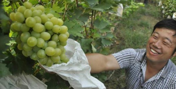 葡萄什么时候套袋最合适