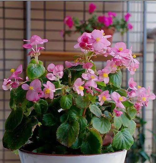 海棠花叶子焦边干枯掉落怎么回事