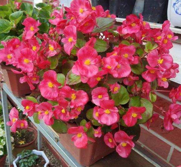 海棠花叶子焦边干枯掉落怎么回事