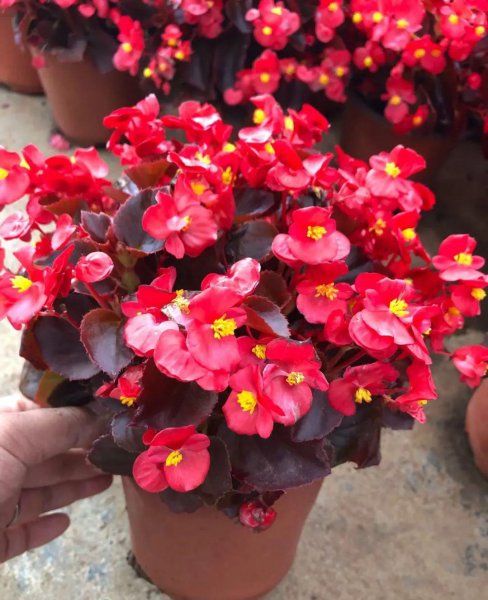 海棠花叶子焦边干枯掉落怎么回事