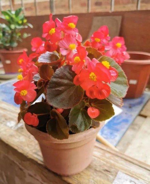 海棠花叶子焦边干枯掉落怎么回事