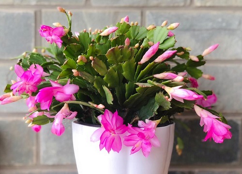 适合冬季扦插的植物