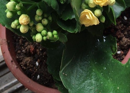 适合冬季扦插的植物