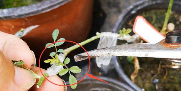 月季花的芽点是什么样的