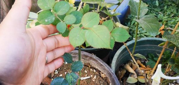 月季花的芽点是什么样的