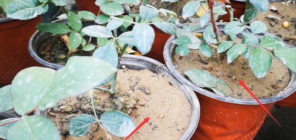 月季花的芽点是什么样的