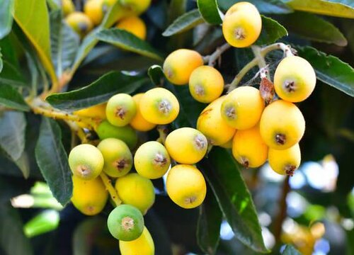 枇杷树几年结果实