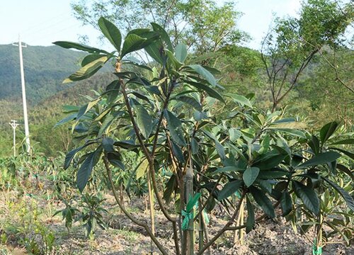 枇杷树几年结果实