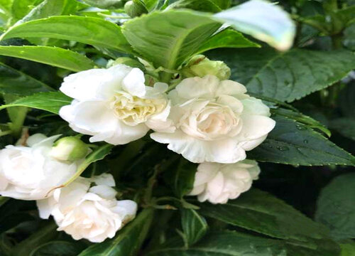 凤仙花期是什么时候