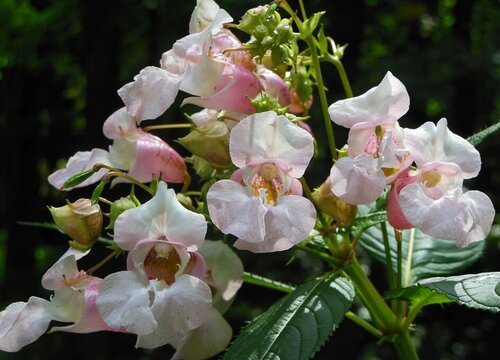 凤仙花期是什么时候