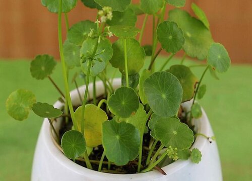 铜钱草需要每天浇水吗