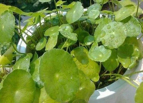 铜钱草需要每天浇水吗