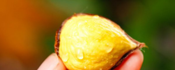 坐月子可以吃板栗吗