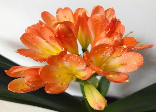 君子兰如何安全度过夏天