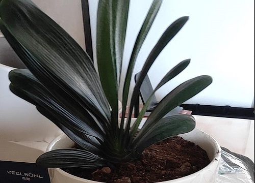 君子兰如何安全度过夏天