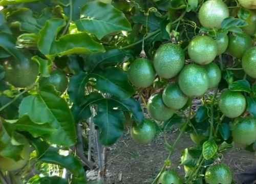 百香果挂果期施什么肥