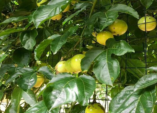 百香果挂果期施什么肥