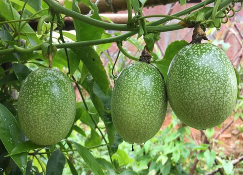 百香果挂果期施什么肥