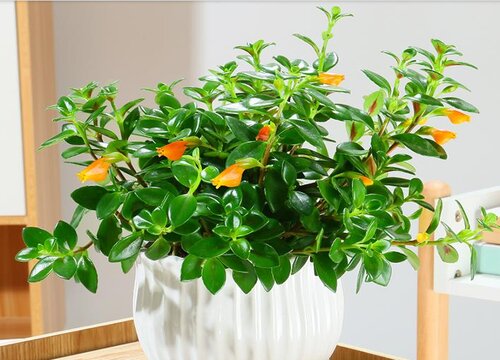 金鱼花用什么水浇好