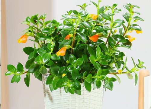 金鱼花用什么水浇好