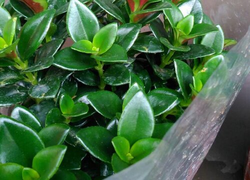 金鱼花用什么水浇好