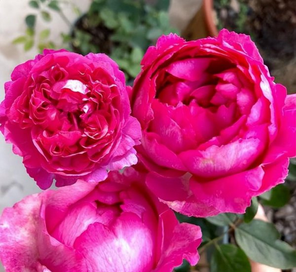 值得入的两棵伊芙月季