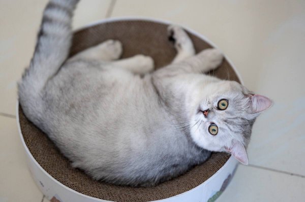 银渐层性格特点如何