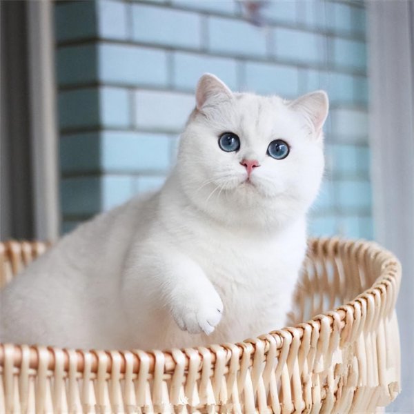 银渐层性格特点如何