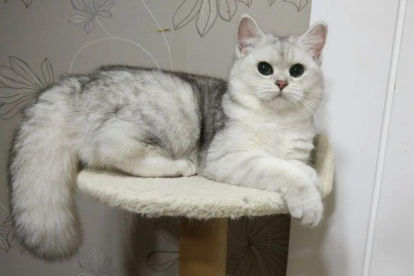 银渐层性格特点如何