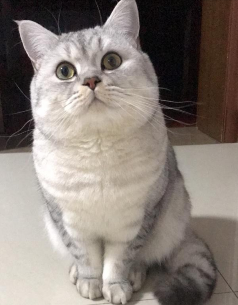 银渐层性格特点如何