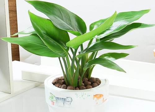 鹤望兰寓意与风水禁忌