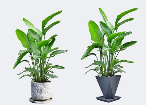 鹤望兰寓意与风水禁忌