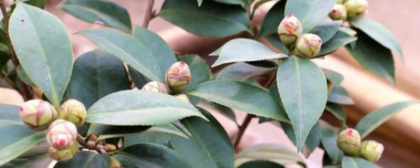 茶花种子需要泡几天发芽