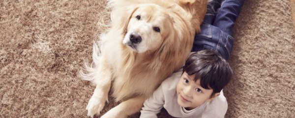 金毛吃猪皮有什么好处