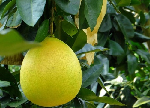 柚子代表什么象征意义