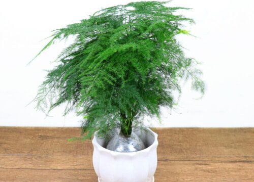 文竹的繁殖方法有几种