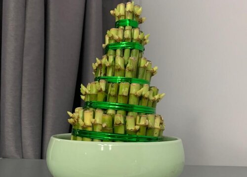 富贵竹可以放在卧室里吗