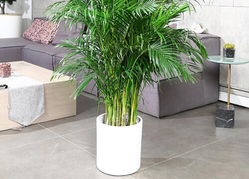 散尾葵多少钱一盆