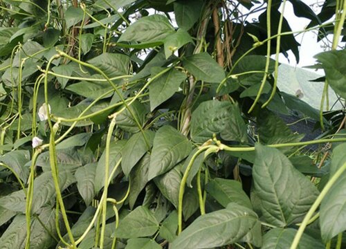 夏天可以种什么农作物和蔬菜