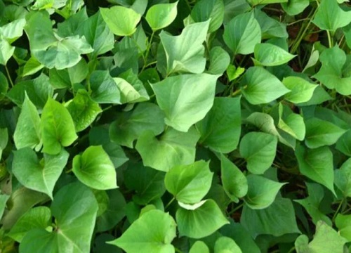 夏天可以种什么农作物和蔬菜