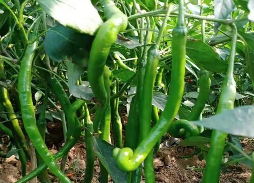 夏天可以种什么农作物和蔬菜