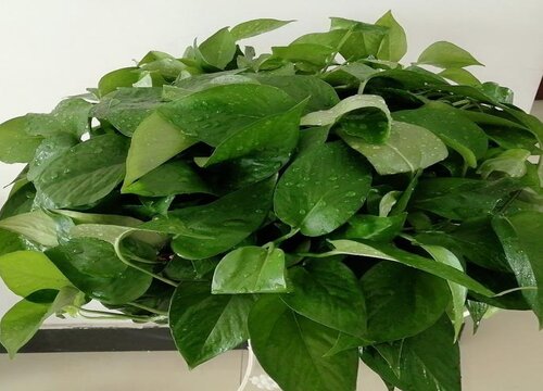 绿萝如何养护叶片垂满整个花盆