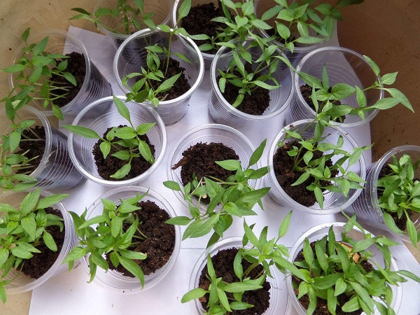 辣椒盆栽种植方法