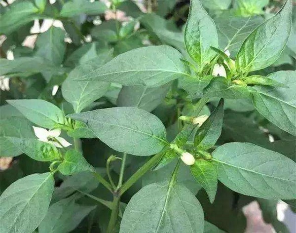 辣椒盆栽种植方法